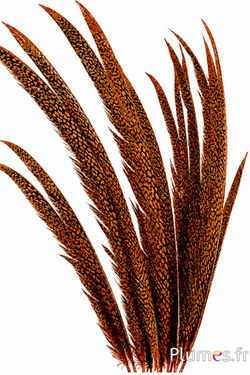 Fagiano dorato - 55-65 cm - azteco dorato
